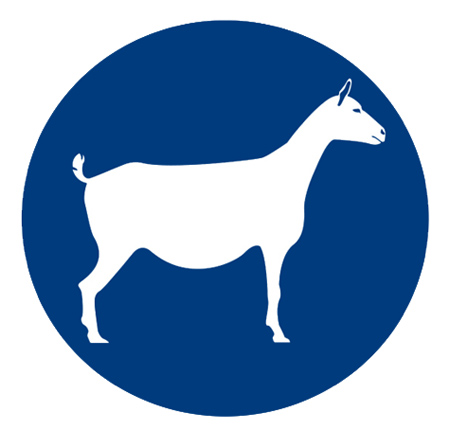 Backyard Goats